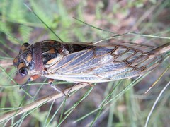 Macrotristria angularis