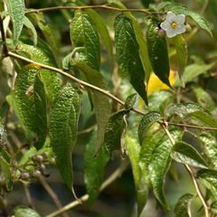 Solanum concinnum