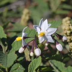 Solanum flaccidum