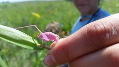 Amblycorypha oblongifolia