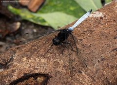Orthetrum microstigma