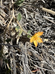 Mentzelia pachyrhiza