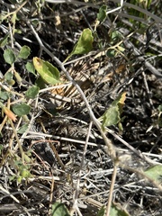 Mentzelia pachyrhiza