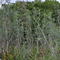 Solanum glaucophyllum