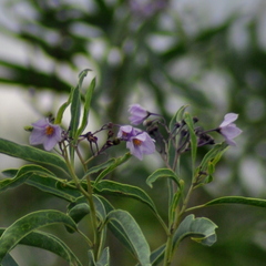 Solanum glaucophyllum
