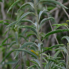 Solanum glaucophyllum