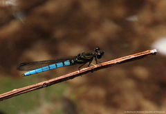 Chlorocypha aphrodite