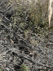 Mentzelia pachyrhiza