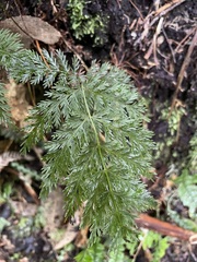 Leptopteris hymenophylloides