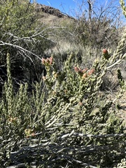 Mortonia scabrella