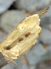 Camponotus rectangularis