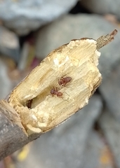 Camponotus rectangularis