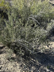 Mortonia scabrella