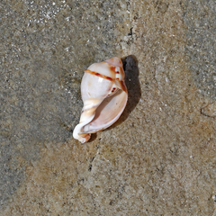 Tonnoidea