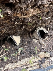 Ionomidotis irregularis