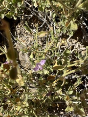 Carlowrightia serpyllifolia