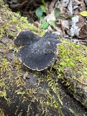 Ionomidotis irregularis