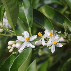 Solanum pseudoquina