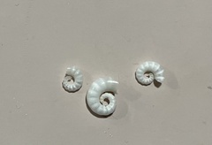 Spirula spirula