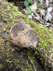 Ionomidotis irregularis