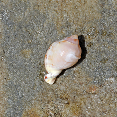 Tonnoidea