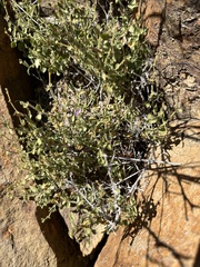 Carlowrightia serpyllifolia