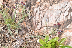 Porophyllum linaria