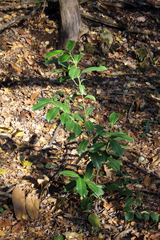 Prunus laurocerasus