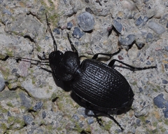 Licinus punctatulus granulatus