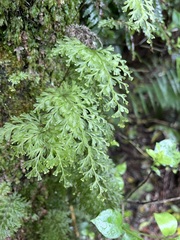 Hymenophyllum