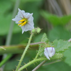 Solanum reineckii