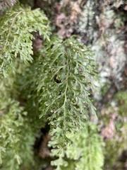 Hymenophyllum