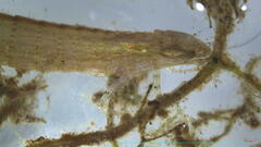 Coryphaeschna ingens