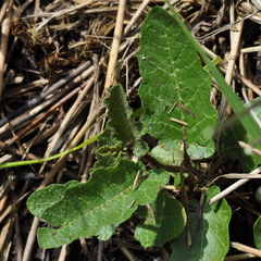 Solanum reineckii