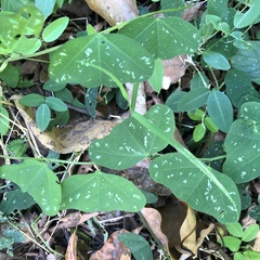 Decaloba