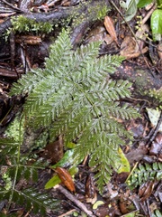 Leptopteris hymenophylloides