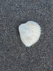 Larkinia