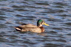 Anas rubripes × platyrhynchos