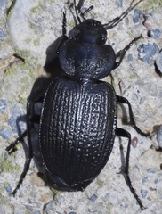 Licinus punctatulus granulatus