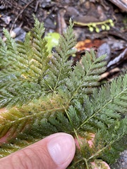 Leptopteris hymenophylloides