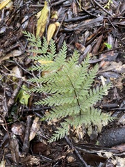 Leptopteris hymenophylloides