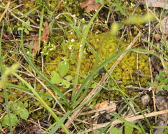 Triquetrella papillata