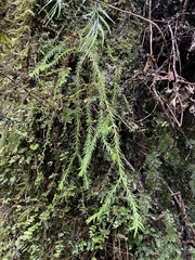 Phlegmariurus