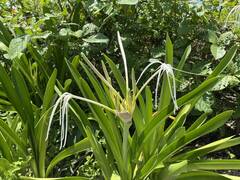 Hymenocallis littoralis