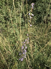 Campanula bononiensis