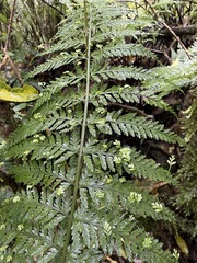 Asplenium bulbiferum