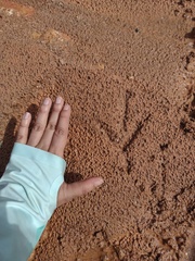 Pelecaniformes