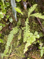 Notogrammitis heterophylla