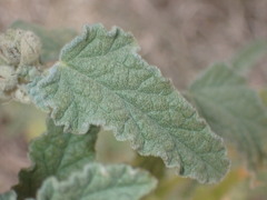 Sphaeralcea emoryi