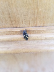 Buprestis octoguttata